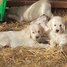 Golden Retriever Puppies from Mother of Pearl English Creams