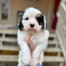 Lace - Tri-color female Cavapoo puppy in Midland, Michigan from Northern Charm Farm