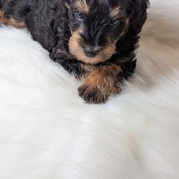 Boy 1 - Black male Schnoodle puppy in Holmesville, Ohio from Pawsome Puppies