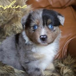 Sunshine - Blue merle female Australian Shepherd puppy in Grapeland, Texas from Smokin K Aussies