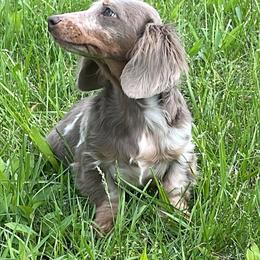 Sylvie - Dapple female Dachshund puppy in Industry, Illinois from KDKs Kennels