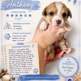 Anthony Bridgerton - Red merle and white male American Corgi puppy in Lake Havasu City, Arizona from London Bridge Corgis
