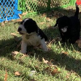 Goldendoodle Puppies from Crystal Coast Cuddles