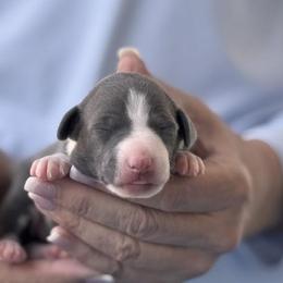 Girl 1 - Blue female Italian Greyhound puppy in Sugar Valley, Georgia from Pinnacle Farm and Kennel