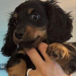 Winston - Black and tan male Dachshund puppy in Wyoming, Rhode Island from Paws Laws k9