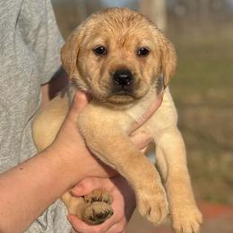 Jenny - Yellow female Labrador Retriever puppy in Baldwin City, Kansas from Hedge Lane Labradors