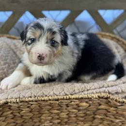 Girl 2: Violet - Blue merle female Australian Shepherd puppy in Volant, Pennsylvania from Addie's Aussies