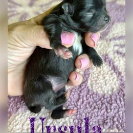 URSULA - Black female Pomeranian puppy in Willis, Texas from Treasured Jewels Pomeranians