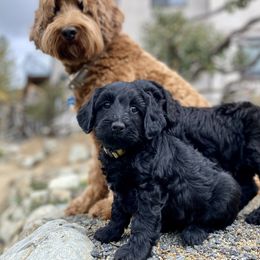 Australian Labradoodle Puppies from Starlight Ridge Australian Labradoodles