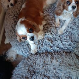 Girl 1 - female Cavalier King Charles Spaniel puppy in Mooresboro, North Carolina from The House of Wiggle Waggle