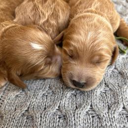 Boy 4 - male Goldendoodle puppy in Bradenton, Florida from Doodle Acres