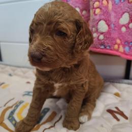 Blue Collar - Red  male Poodle puppy in Colorado Springs, Colorado from Silly's Standard Poodles