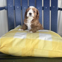 Cavapoo Puppies from Wednesday & Co