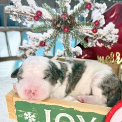 Twinkle - male Australian Mountain Doodle puppy in Miami, Florida from Jade’s Paws & Co. Of Miami LLC