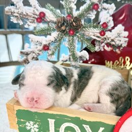 Twinkle - male Australian Mountain Doodle puppy in Miami, Florida from Jade’s Paws & Co. Of Miami LLC