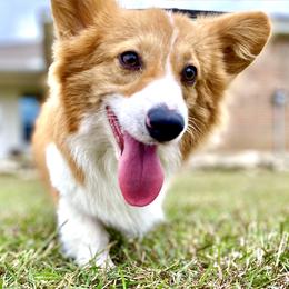 American Corgis and Pembroke Welsh Corgis from Velvet Corgis