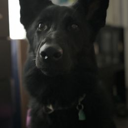 German Shepherds from Verny Shepherds