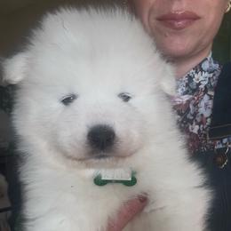 Chex - White male Samoyed puppy in Atkinson, Nebraska from Sandhills Samoyeds