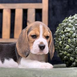 AKC Poppy - Black tan and white female Beagle puppy in Chillicothe, Missouri from Tymber Lake Beagles