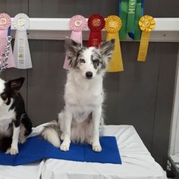 Border Collies from Kris's Border Collies