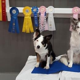 Border Collies from Kris's Border Collies