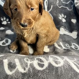 Bernedoodle and Goldendoodle Puppies from Ruby's Doodles