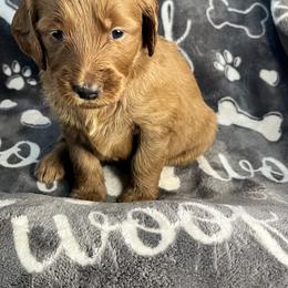Bernedoodle and Goldendoodle Puppies from Ruby's Doodles