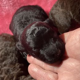 Dannie - Black male Poodle puppy in Sarasota, Florida from Paradise Poodles