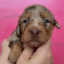 Doctor Barbie - Dapple female Dachshund puppy in Chandler, Arizona from Vonaducci Doxies, LLC.