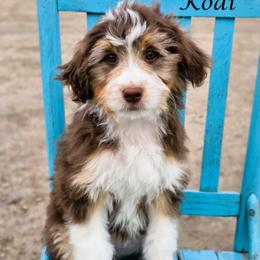 Kodi - Red tri-color female Aussiedoodle puppy in Lancaster, Minnesota from Wilson Cattle Co.