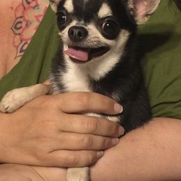 Dorian - Chihuahua