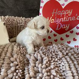 Lucy - White female Morkie puppy in Taylorsville, North Carolina from Mountain Top Hot Tailz