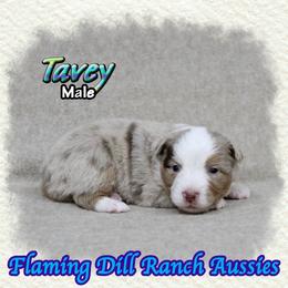 Tavey - Red merle male Toy Australian Shepherd puppy in Forestburg, Texas from Flaming Dill Ranch Aussies