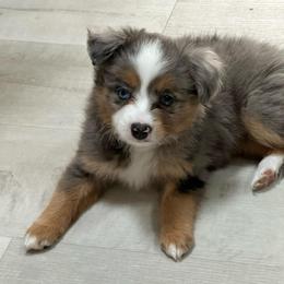 Hazel - Blue merle female Aussiedoodle puppy in Charlestown, Indiana from Forever Aussies and A Doodle