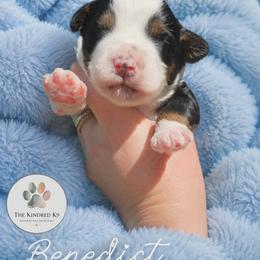 Benedict - male Australian Mountain Doodle puppy in Grand Rapids, Michigan from The Kindred K9