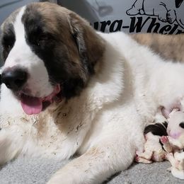 Pyrenean Mastiff Puppies from Estrella Polar Pyrenean Mastiffs