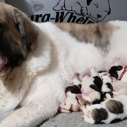 Pyrenean Mastiff Puppies from Estrella Polar Pyrenean Mastiffs