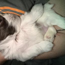 Shih Tzu Puppies from Wood Foo Breeders