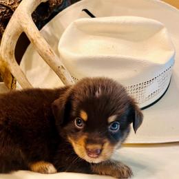 Firecracker - Red tri female Miniature Australian Shepherd puppy in White Plains, Kentucky from Garrett’s Ridge Farm