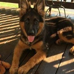German Shepherds from Tuchscherer Kennel