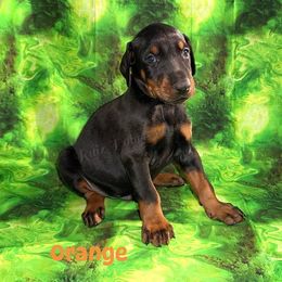 Orange - Black and rust male Doberman Pinscher puppy in Louisville, Kentucky from Ruiz Dobermans