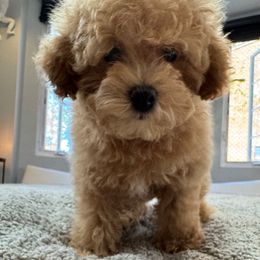 Duck - Apricot male Poodle puppy in Queens, New York from The 2 Musketeers_Cockapoos