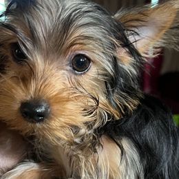 Caesar - Black and gold male Yorkshire Terrier puppy in Tyler, Texas from YorkiStars