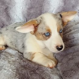 Girl 1 - Blue merle and white female Cardigan Welsh Corgi puppy in Huntington Beach, California from Victory Crown