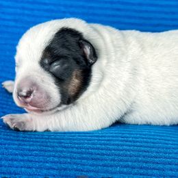 Australian Cattle Dog Puppies from Circle C Puppies