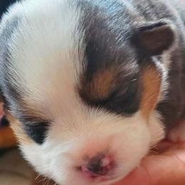 Charli - Pembroke Welsh Corgi puppy in New Mexico from Crystal's Pembroke Welsh Corgis