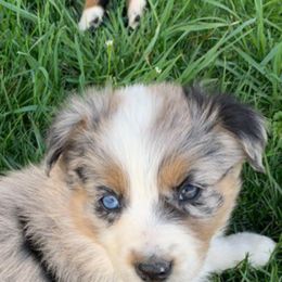 Aussiedoodle and Australian Shepherd Puppies from Wolf Creek Aussies And Aussiedoodles