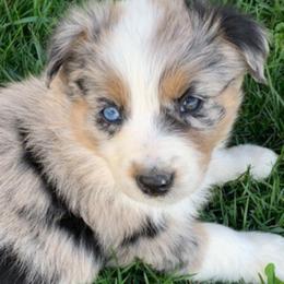 Aussiedoodle and Australian Shepherd Puppies from Wolf Creek Aussies And Aussiedoodles