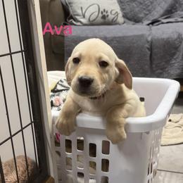 Ava - Yellow female Labrador Retriever puppy in Tigard, Oregon from Morrison Labrador Retreivers