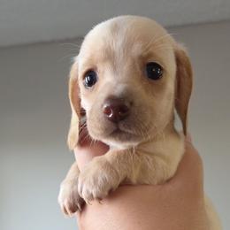 Princess Peach - Cream female Dachshund puppy in El Cajon, California from Lisa Buxton